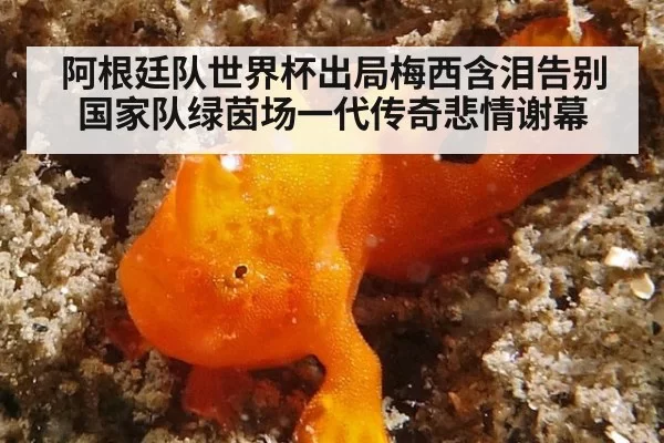 阿根廷队世界杯出局梅西含泪告别国家队绿茵场一代传奇悲情谢幕